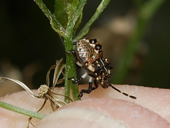 Oncocoris geniculatus
