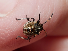 Oncocoris geniculatus