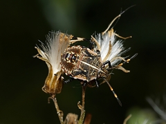 Oncocoris geniculatus
