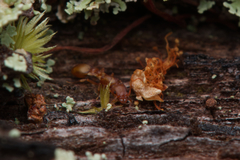 Colobostruma unicorna