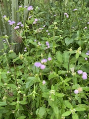 Praxelis clematidea
