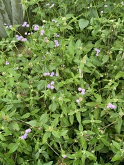 Praxelis clematidea