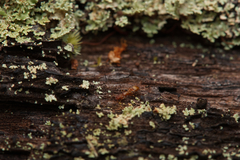 Colobostruma unicorna