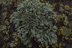 Physcia biziana