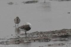 Calidris pygmaea