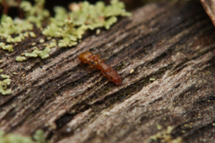 Colobostruma unicorna