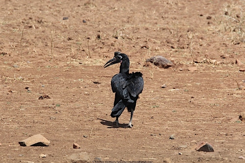 Abyssinian Ground-Hornbill