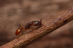 Orectognathus mjobergi