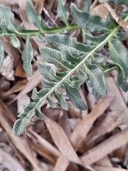 Reseda alba