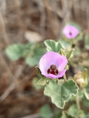 Sphaeralcea obtusiloba
