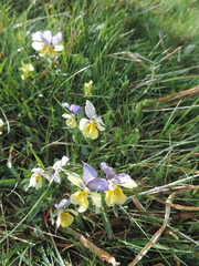 Viola lutea