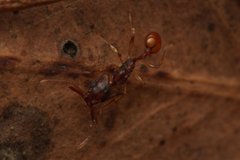 Orectognathus mjobergi