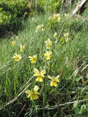 Viola lutea