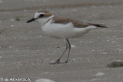 Charadrius dealbatus