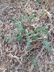 Reseda alba