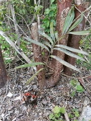 Zamia prasina