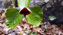 Trillium sulcatum