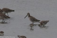 Limnodromus semipalmatus