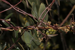 Metastelma arizonicum