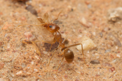Iridomyrmex pallidus
