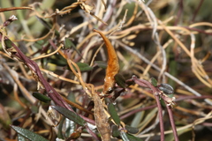 Metastelma arizonicum