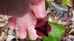 Trillium sulcatum