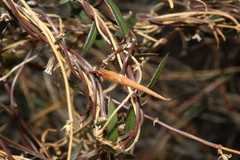 Metastelma arizonicum