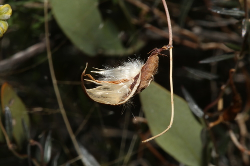 Image of Arizona Swallow-Wort (Metastelma arizonicum) by (c) Reid Hardin, some rights reserved (CC BY)