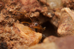 Iridomyrmex pallidus