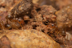 Iridomyrmex pallidus