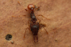 Orectognathus mjobergi