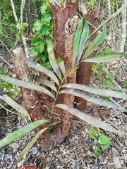 Zamia prasina