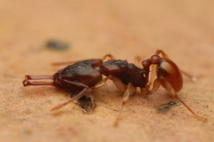 Orectognathus mjobergi
