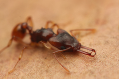 Orectognathus mjobergi