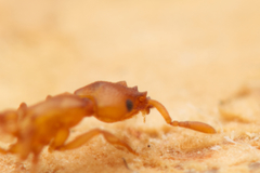 Colobostruma unicorna