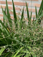 Asteraceae