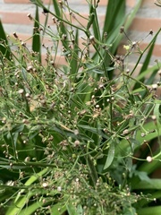 Asteraceae