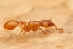 Colobostruma unicorna