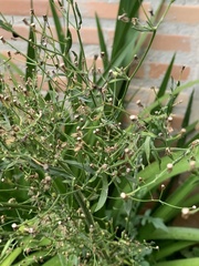 Asteraceae
