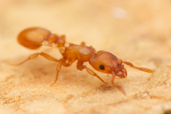 Colobostruma unicorna