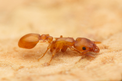 Colobostruma unicorna