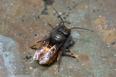 Osmia cornuta