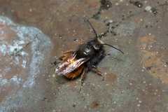 Osmia cornuta