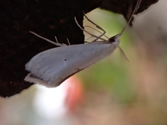 Eucalantica polita
