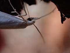 Eucalantica polita