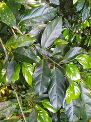 Gomphandra australiana