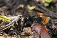 Osmia cornuta