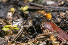 Osmia cornuta
