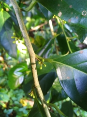 Gomphandra australiana