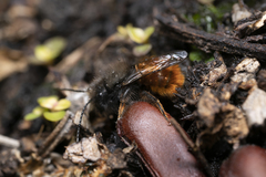 Osmia cornuta